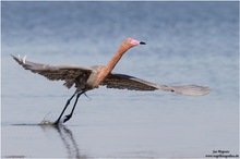 Rötelreiher (Egretta rufescens) Reddish Egret