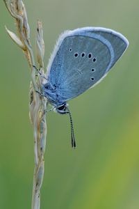 ~ Blaues Fähnchen ~