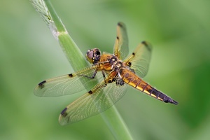 Vierfleck (Libellula quadrimaculata)