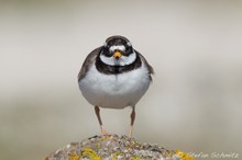 Sandregenpfeifer  (Charadrius hiaticula)