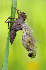 Geburt eine Libelle