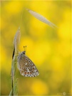 Himmelblauer Bläuling -  Polyommatus bellargus