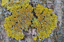 Gewöhnliche Gelbflechte (Xanthoria parietina)