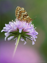 Melitaea aurelia (Ehrenpreis-Scheckenfalter)