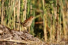 Rätselvogel