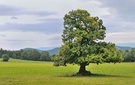 "Der Baum"