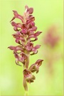 „Orchis coriophora“