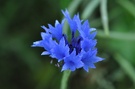 kornblumenblau