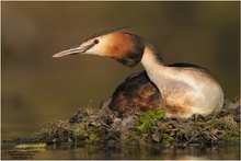 Haubentaucher (Podiceps cristatus)