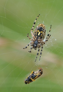Eichblatt Radspinne