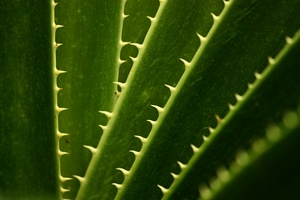 Aloe