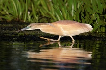 Rallenreiher auf der Jagd