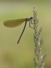 Gebänderte Prachtlibelle (Calopteryx splendens)