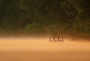 Sommermorgen