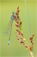 Blaues Stäbchen für Jens