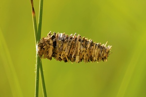 Hellbrauner Moorsackträger (Megalophanes Viciella)