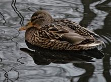 Stockente mit Spiegelung