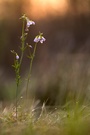Wiesenschaumkraut