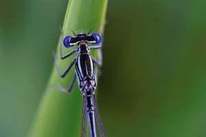 Männchen der Blauen Federlibelle (Platycnemis pennipes)