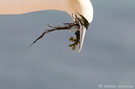 Basstölpel (Morus bassanus)
