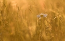 Margerite im Abendlicht