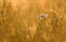 Margerite im Abendlicht