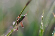 Grashüpfer in feuchter Wiese