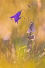 Sommermorgen im Gras