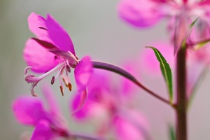 Schmalblättriges Weidenröschen (Epilobium angustifolium)