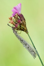 gefleckte Ameisenjungfer