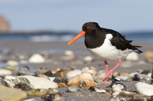 Austernfischer (Haematopus ostralegus)