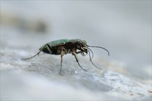 Cicindela campestris