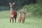 Hirschkuh mit 2 Jungtiere