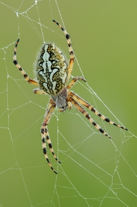 Eichblatt-Spinne