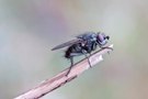 nur eine Fliege