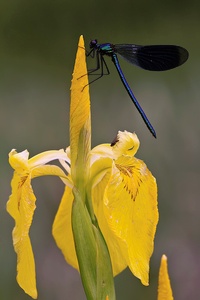 Gebänderte Prachtlibelle (Calopteryx splendens)