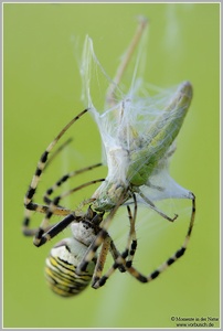 Wespenspinne (Argiope bruennichi) mit Beute