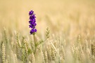 Wild und blau