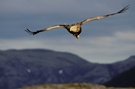 Seeadler (Haliaeetus albicilla)