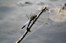 grosslibelle aber welche?