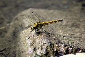 grosslibelle aber welche 2 ?