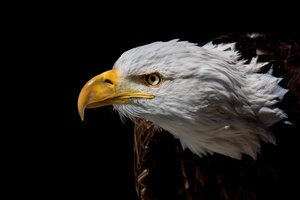 Weißkopfseeadler (Haliaeetus leucocephalus)