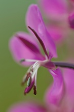 Schmalblättriges Weidenröschen (Epilobium angustifolium) III