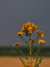 vor dem Donnerwetter