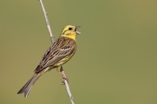 Die Goldammer (Emberiza citrinella)