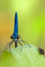 Gebänderte Prachtlibelle Calopteryx splendens