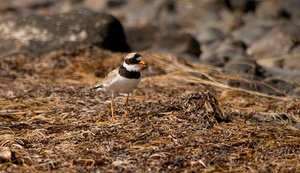 Sandregenpfeifer