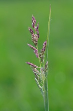 Gewöhnliches Knäuelgras (Dactylis glomerata)