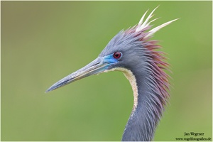 Dreifarbenreiher (Egretta tricolor) Tri-colored Heron