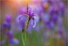 wilde iris im allgäu